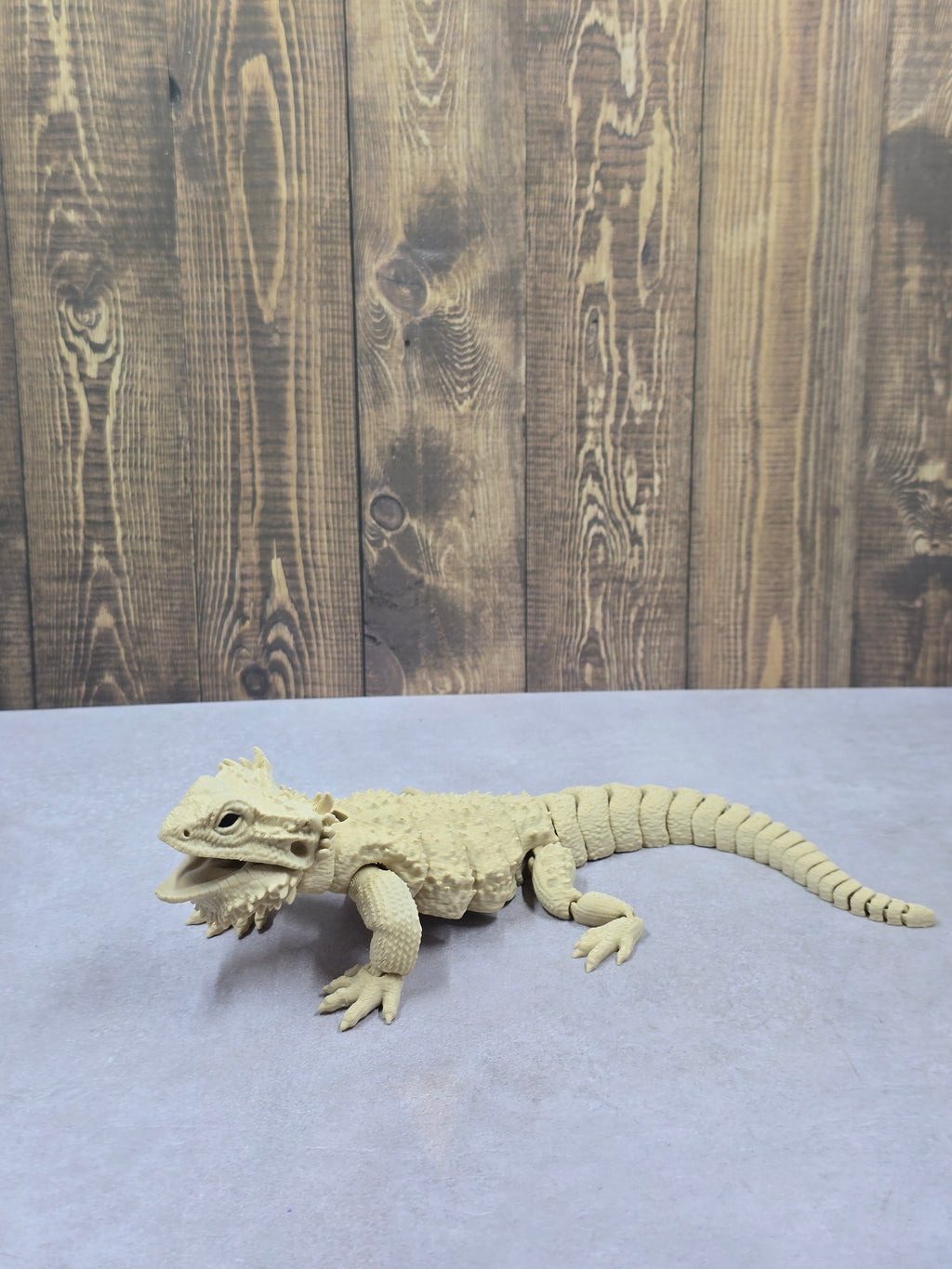 Bearded Dragon