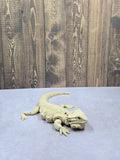 Bearded Dragon