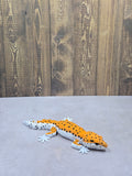 Leopard Gecko