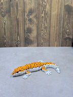 Leopard Gecko