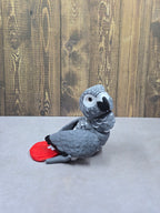 African Grey
