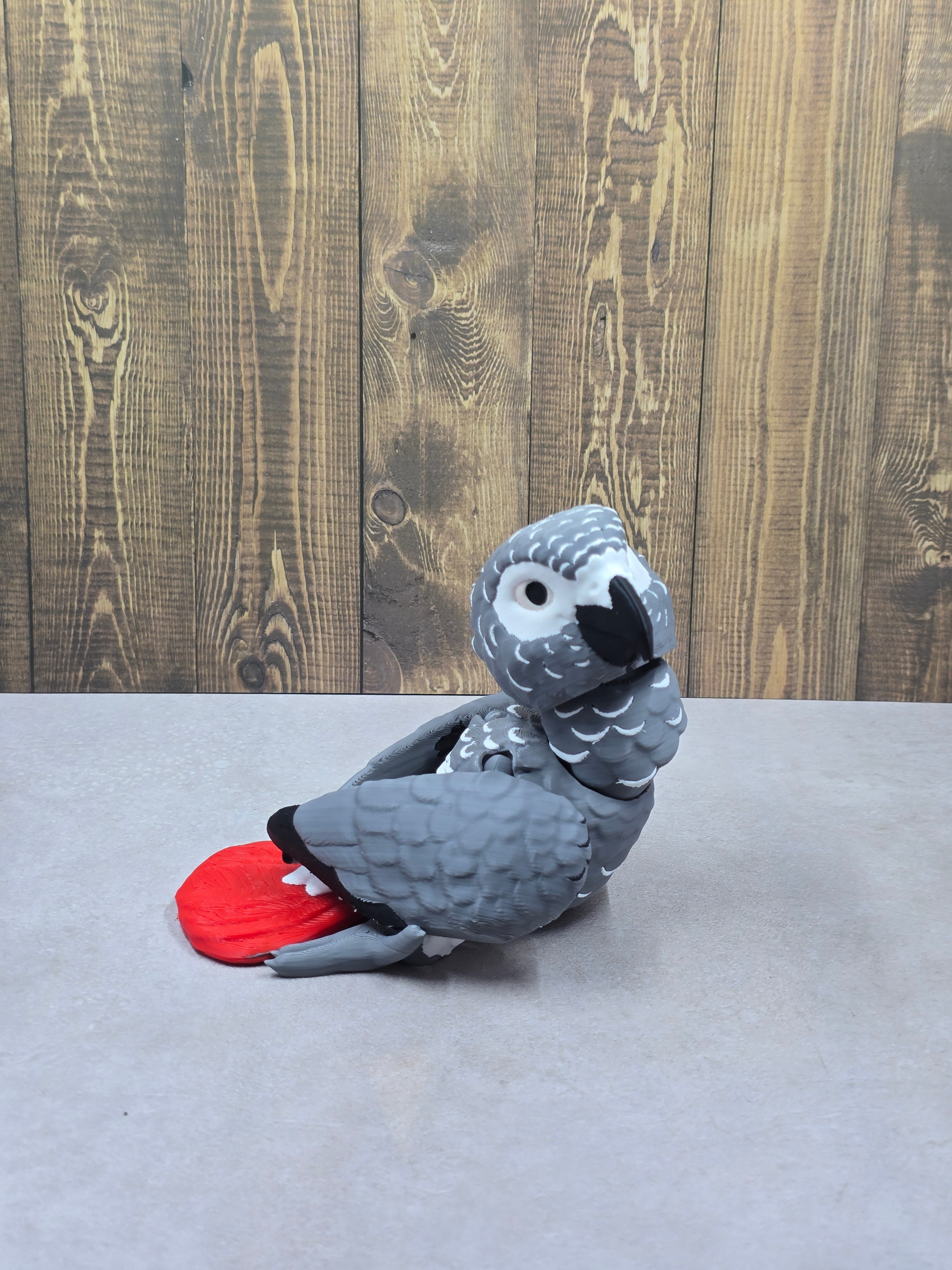 African Grey