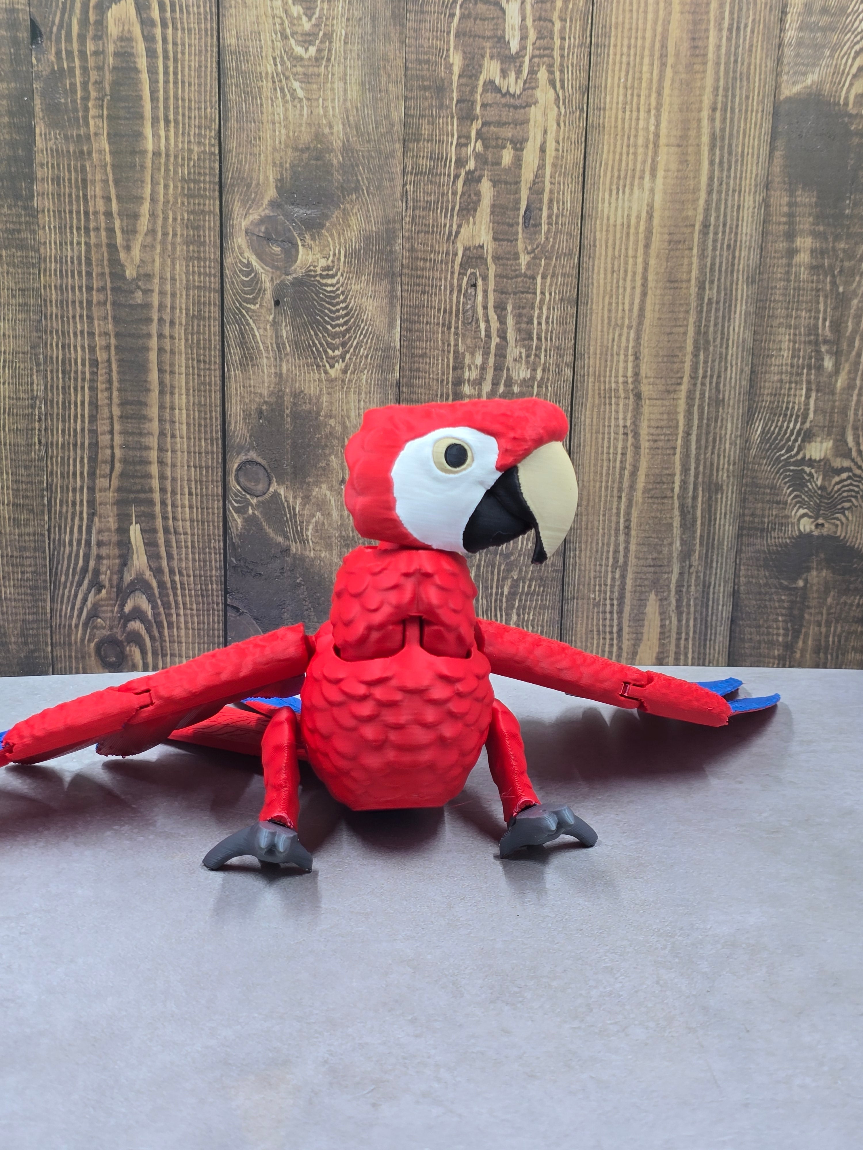 Scarlet Macaw